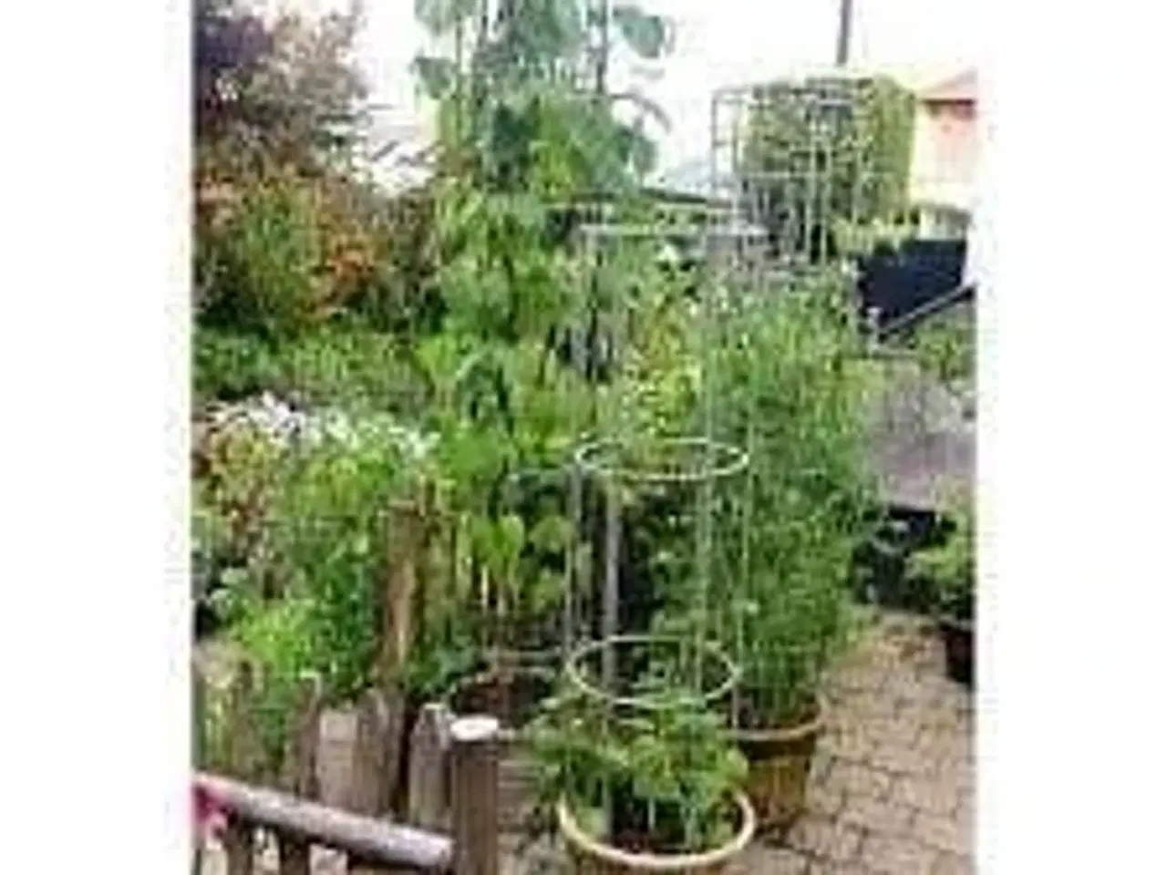 Billede 1 - Claus Dalby plantesøjle galvaniseret rundjern 220 cm