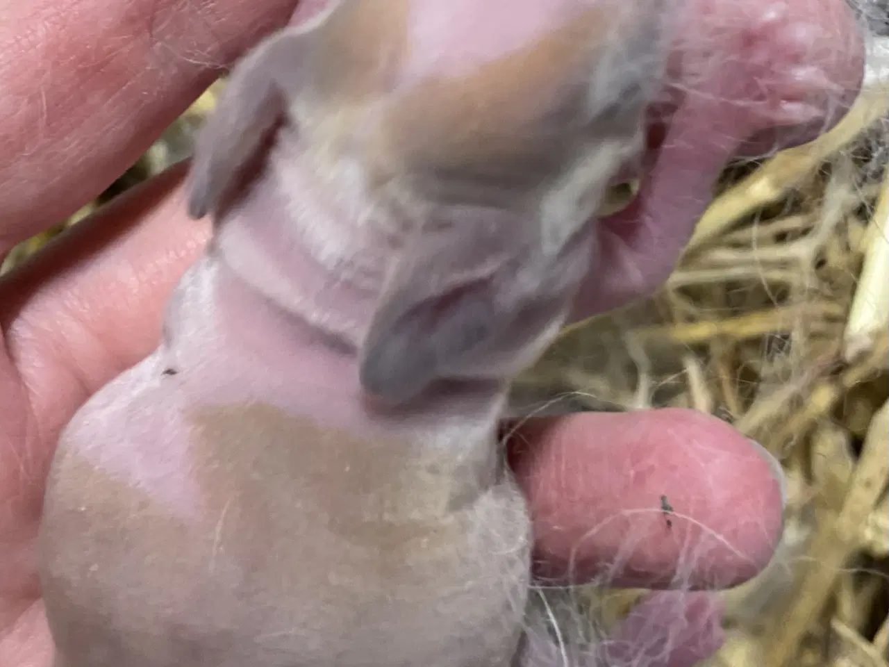 Billede 3 - HOLLÆNDER HAN MADAGASCAR