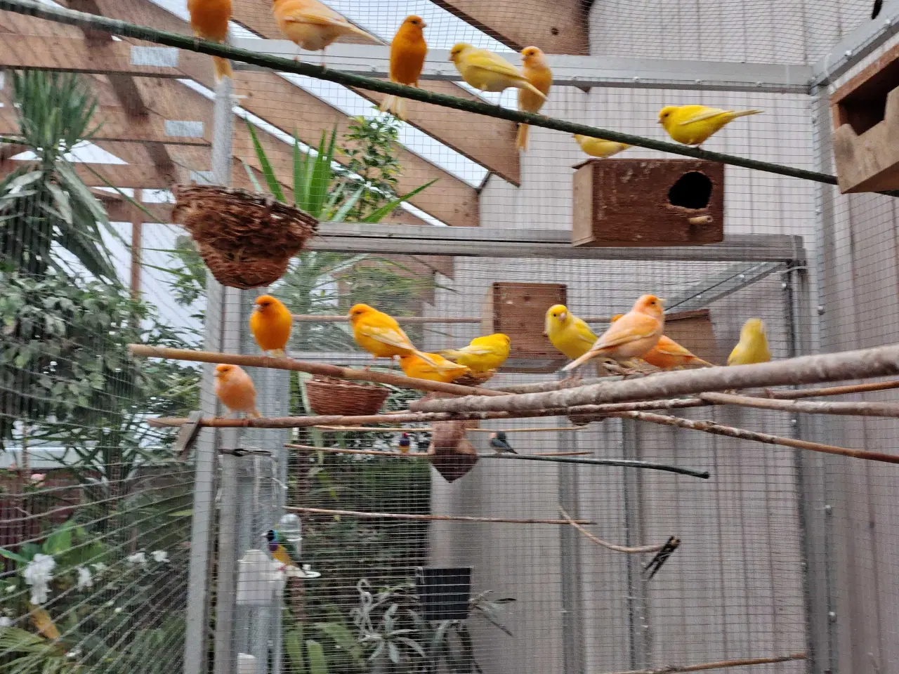 Billede 2 - Kanariefugle sælges