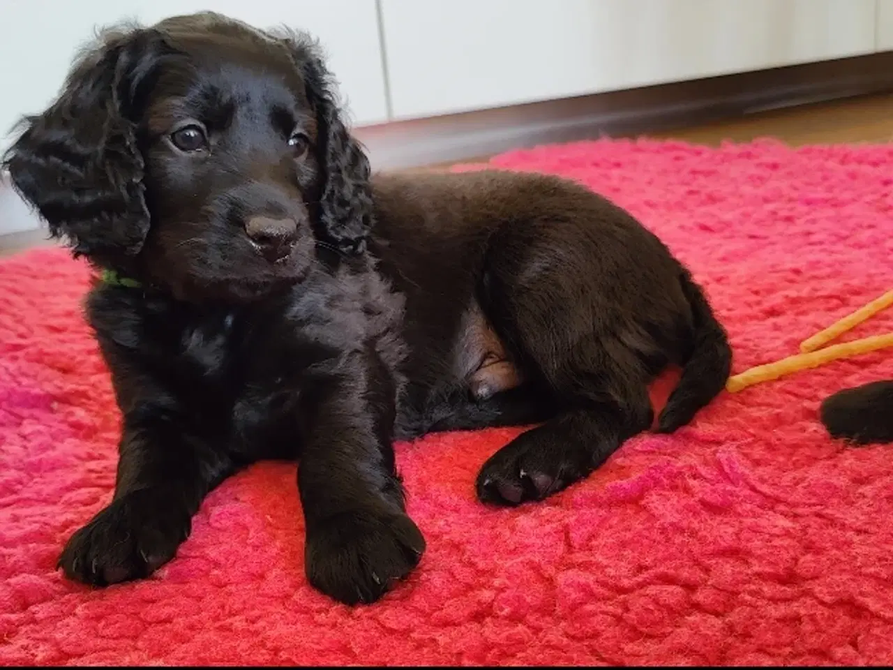 Billede 6 - Hvalp Cockerpoo Cavapoo- blanding doodle
