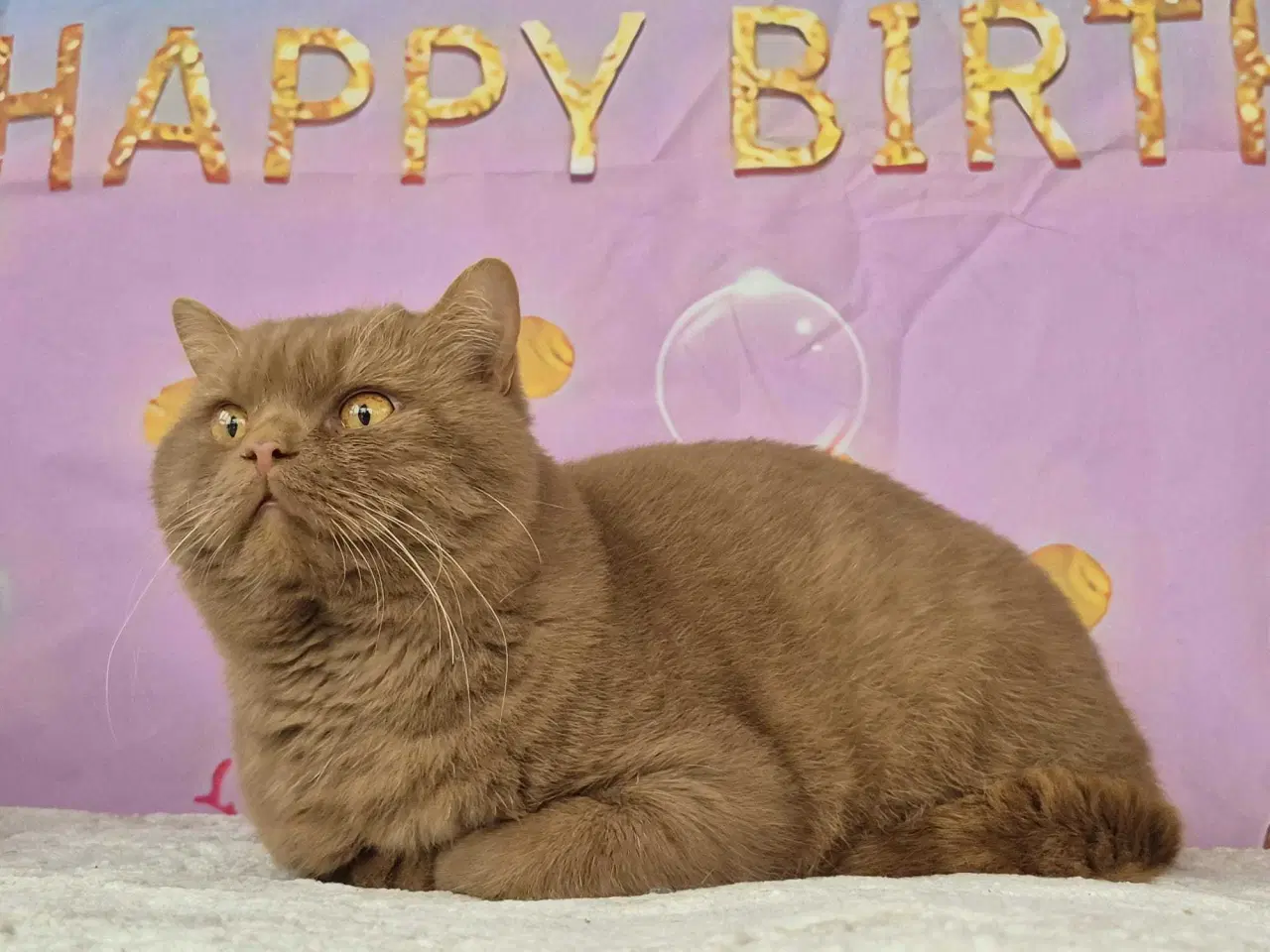 Billede 9 - British shorthair hunkilling