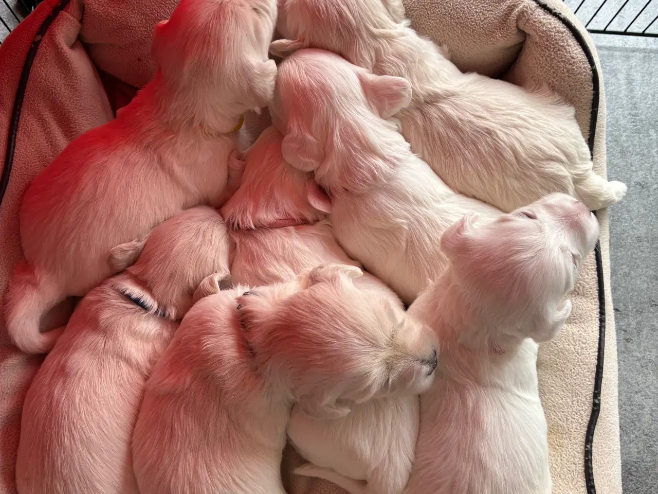 Billede 7 - Bichon maltesere 