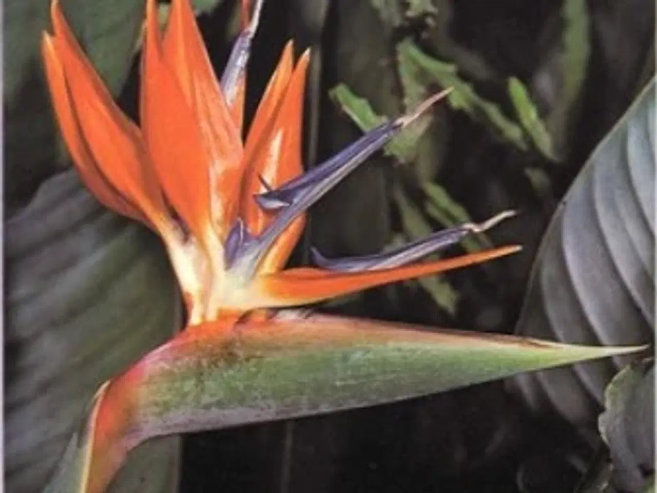 Billede 3 - Paradisfugl - Strelitzia reginae, Plante til udest