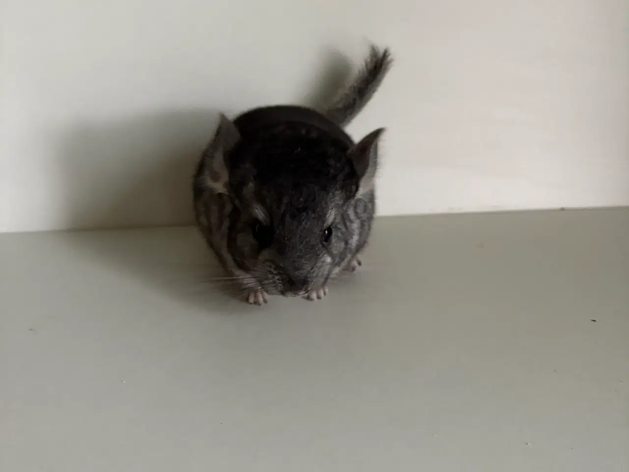 Billede 2 - Pure Grey HAN chinchilla