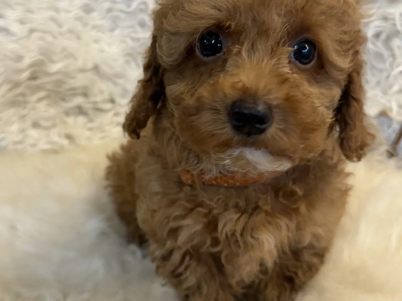 Billede 6 - 🐾✨ Skønne Maltipoo hvalpe klar mellem jul & Nytår