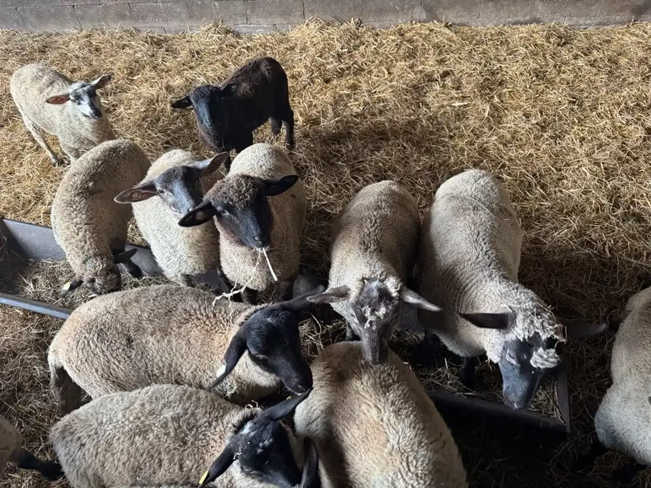 Billede 3 - Lam til salg i 6818 Lam på cirka 3 måneder i 6818 