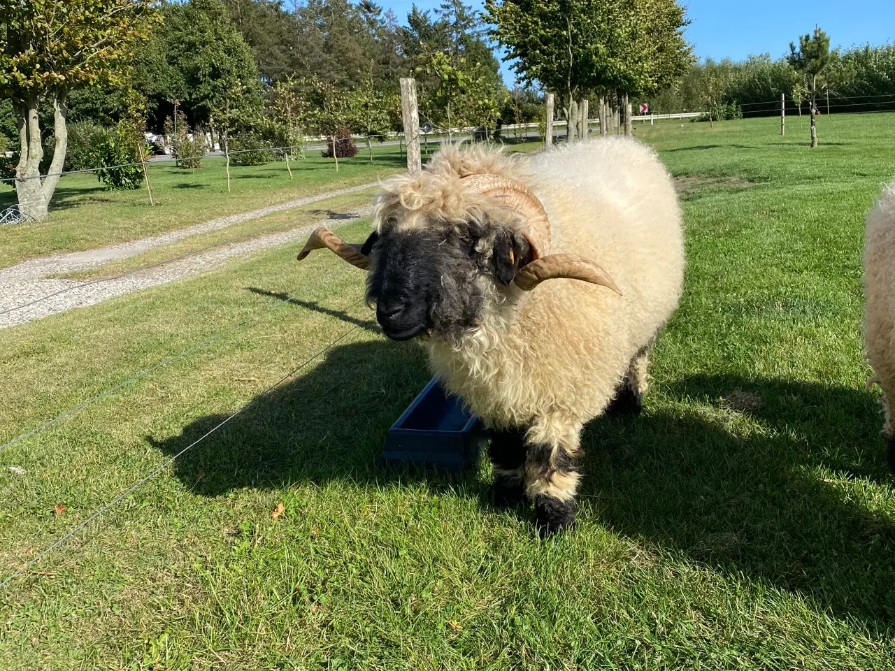 Billede 5 - Valaise Blacknose 
