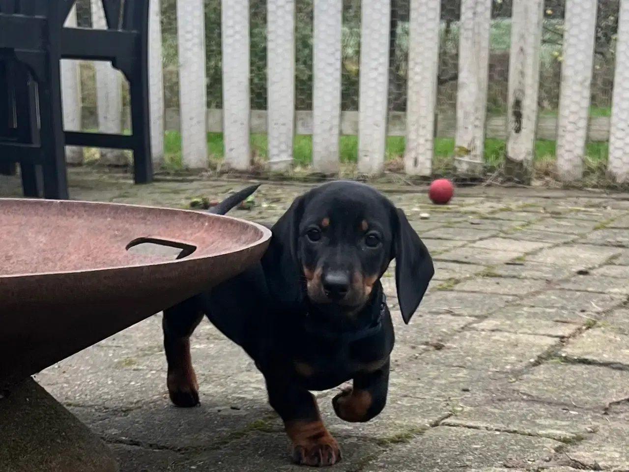 Billede 7 - DKK standard gravhunde hvalpe 