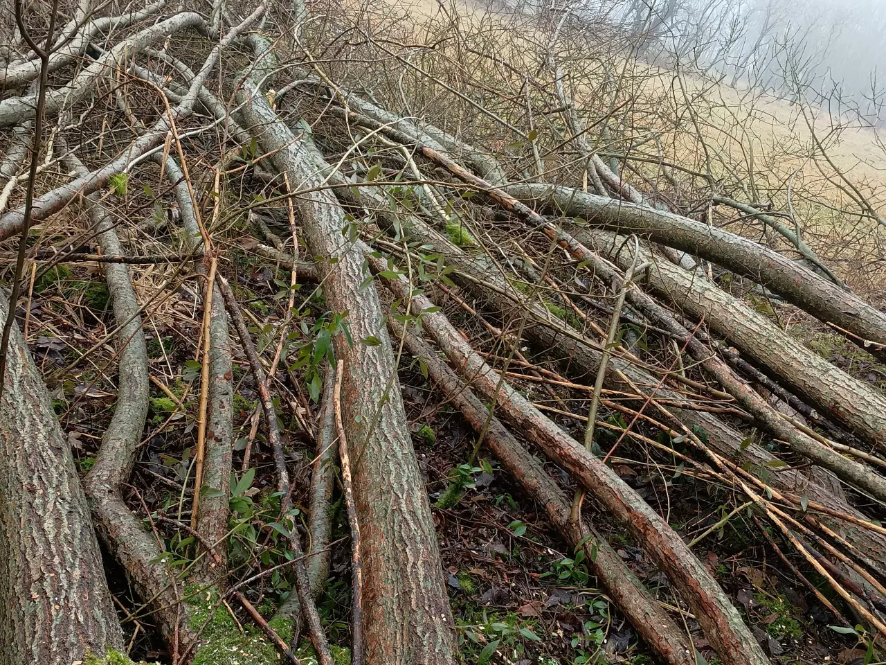 Billede 2 - Piletræer, høje, slanke ca. 15 år gamle.