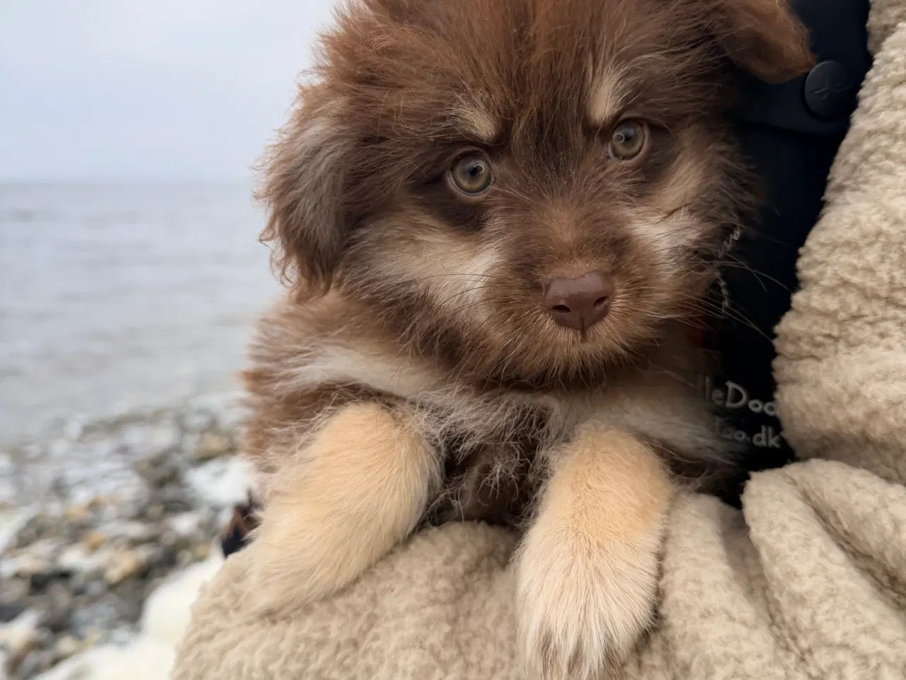 Billede 7 - Brune Pomapoo bamser