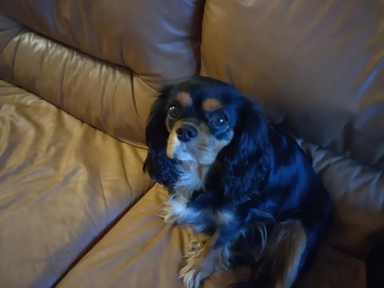Billede 3 - King Charles spaniel renlig gjort hvalpe 