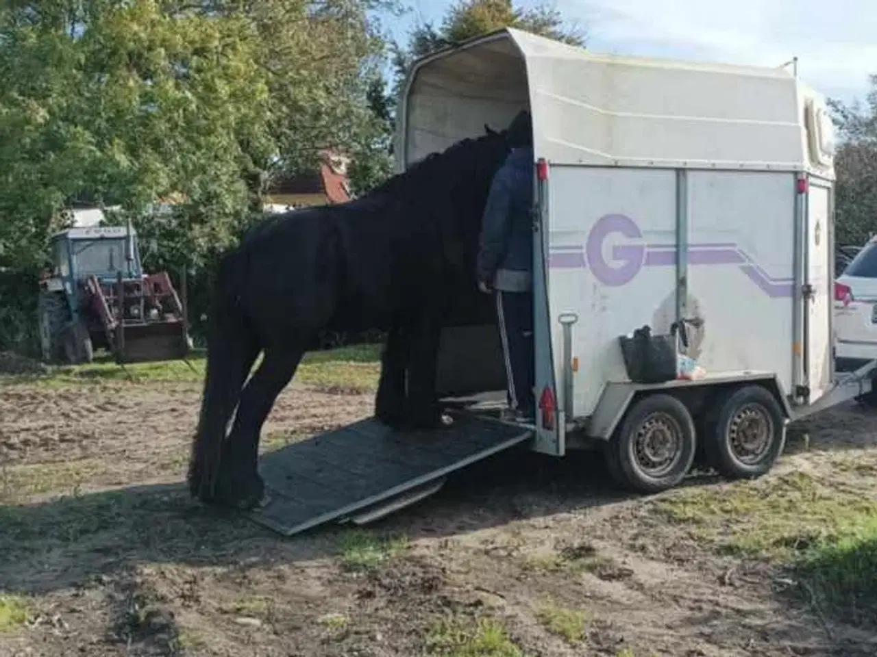 Billede 8 - Jysk hest, 2 års hingst