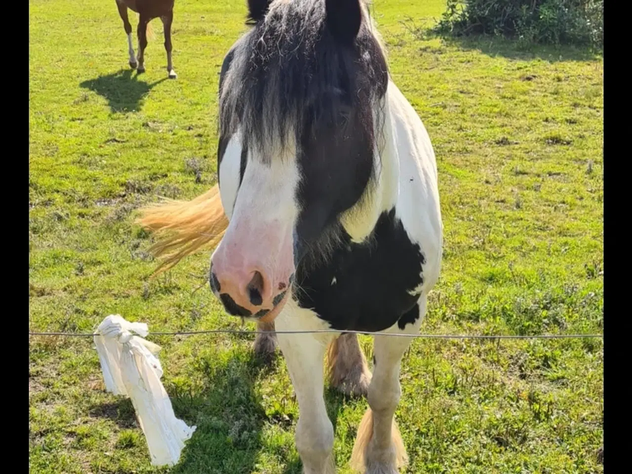 Billede 2 - Irish cob hoppe 