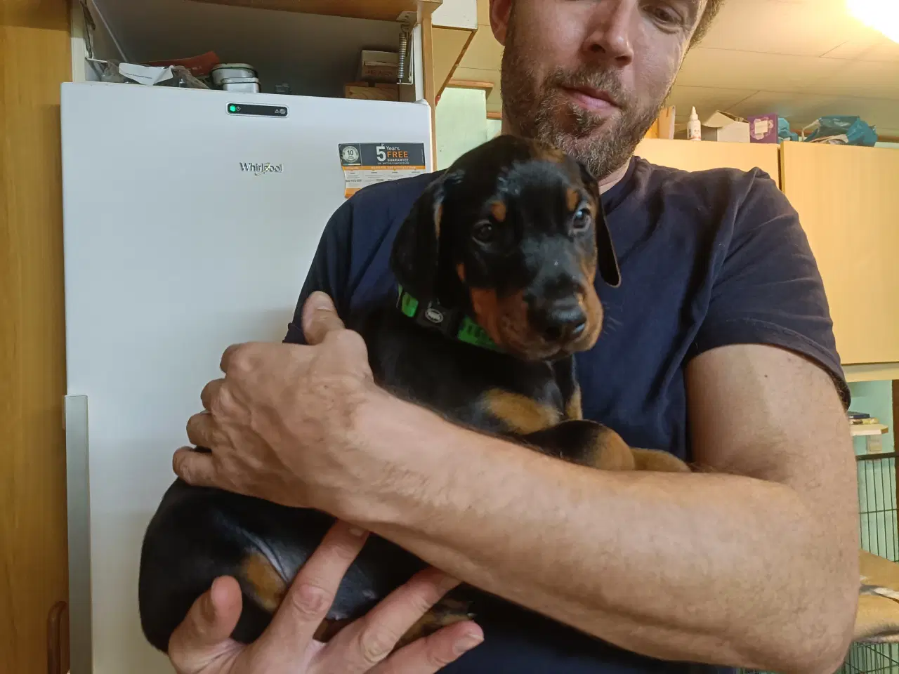 Billede 4 - Mild og kærlig Dobermann hvalp