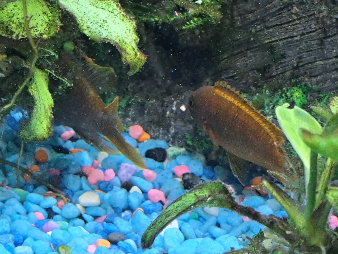 Billede 5 - Orange brunlig variant