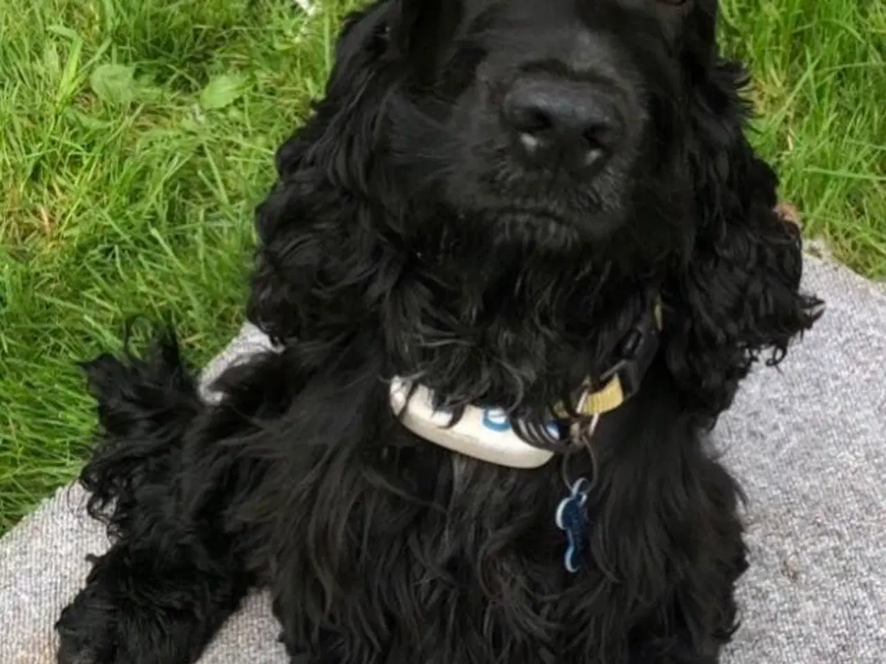 Billede 5 - Engelsk cocker spaniel