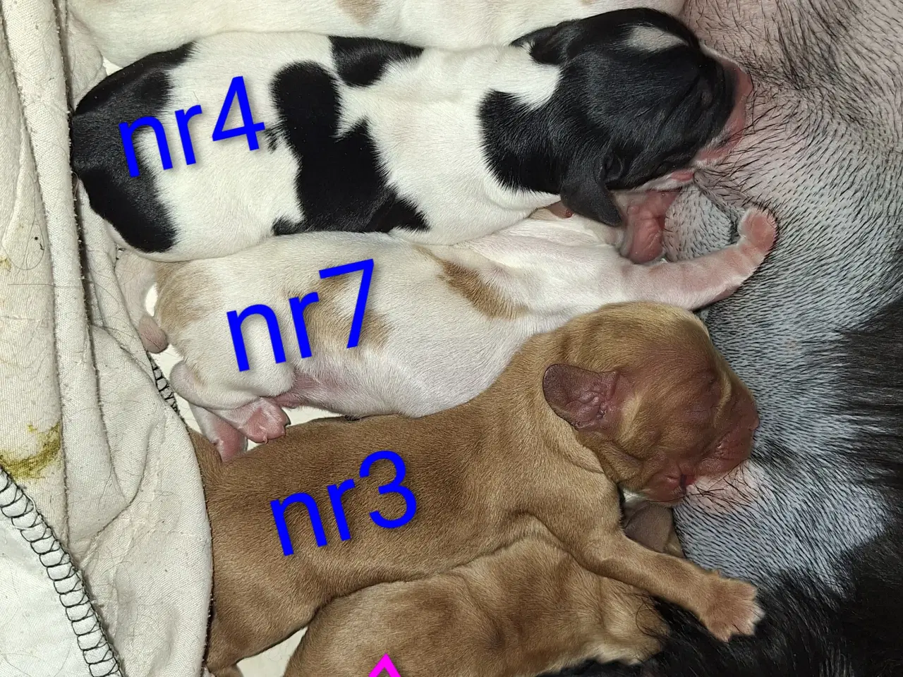 Billede 1 - Cocker spaniel hvalpe