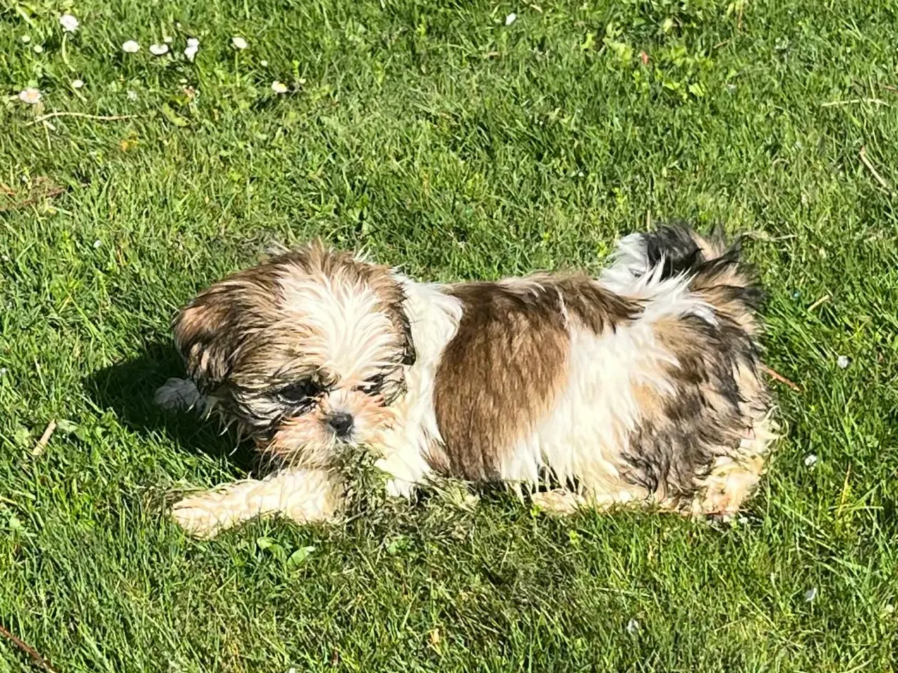 Billede 3 -  Shih Tzu hvalpe