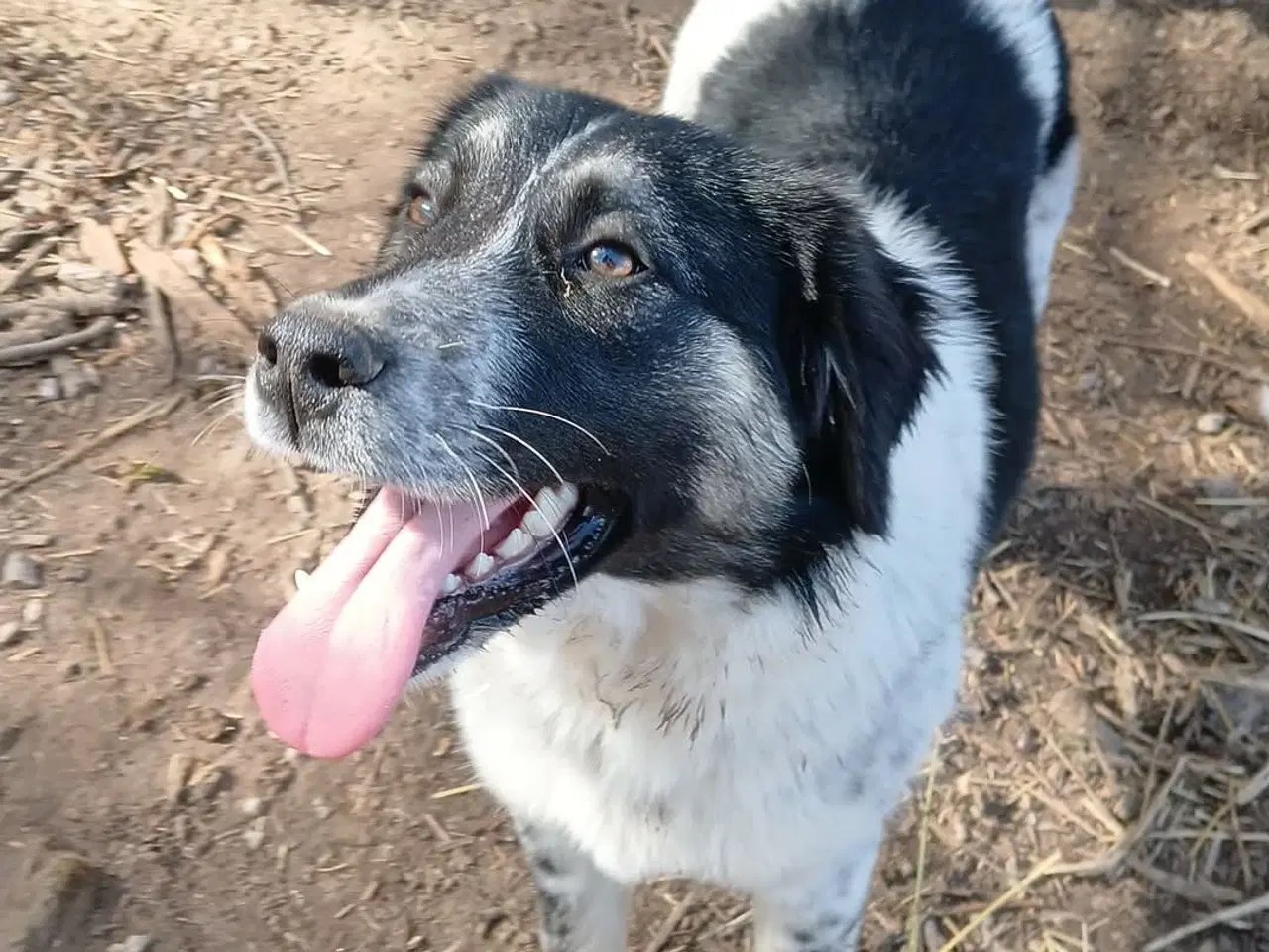 Billede 3 - Vidunderlige Lumos søger et hjem 🩷