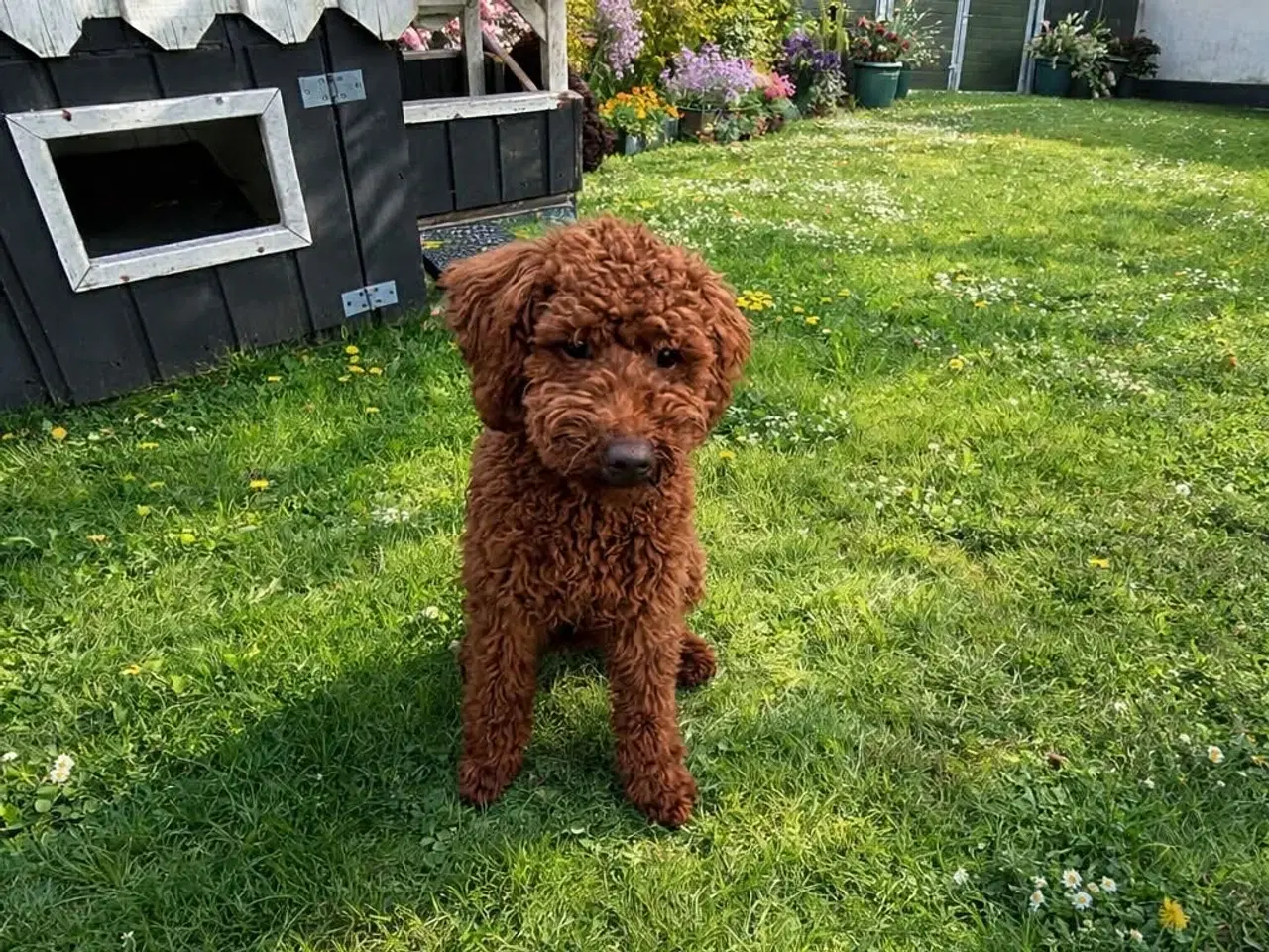 Billede 3 - 🐾 Mocca – skøn doodledoodle hanhvalp søger sit ny