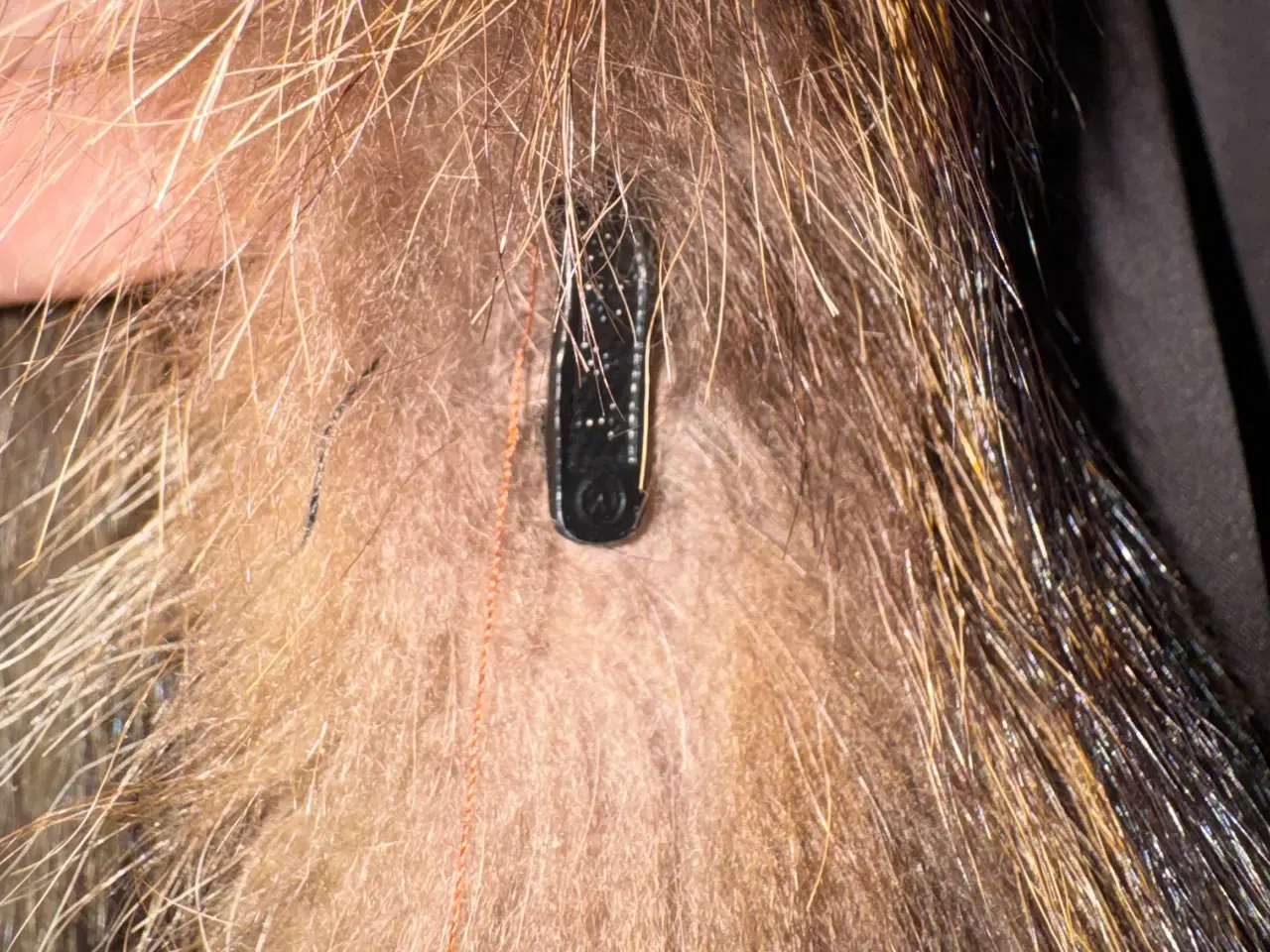 Billede 4 - Vaskebjørnspels fra Dasco