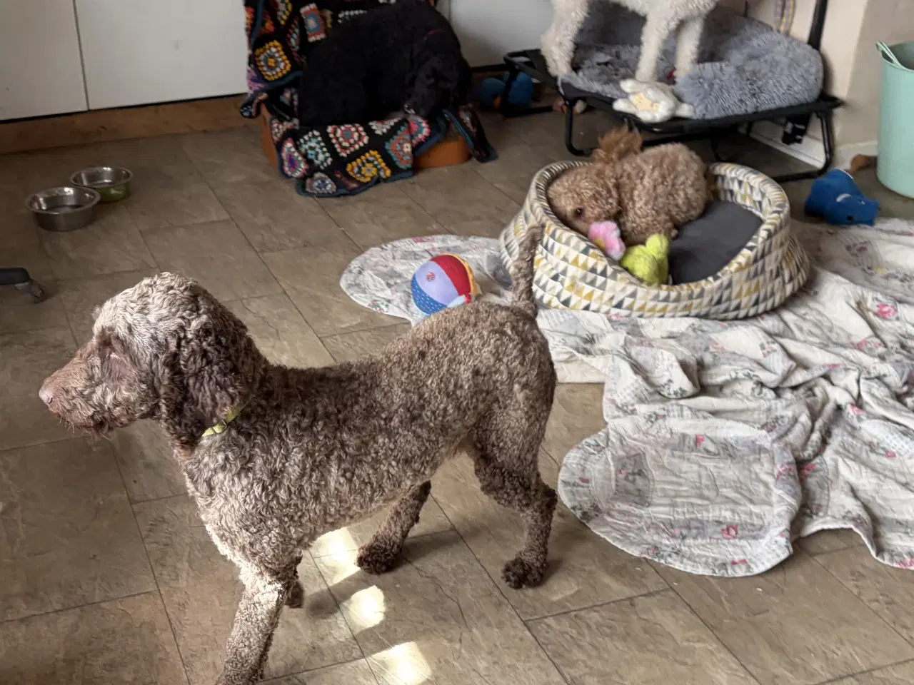 Billede 14 - 2 voksne mellem puddel piger