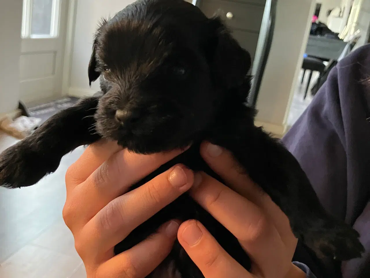 Billede 7 - Hundehvalp Yorkshire terrier/Dværgpuddel