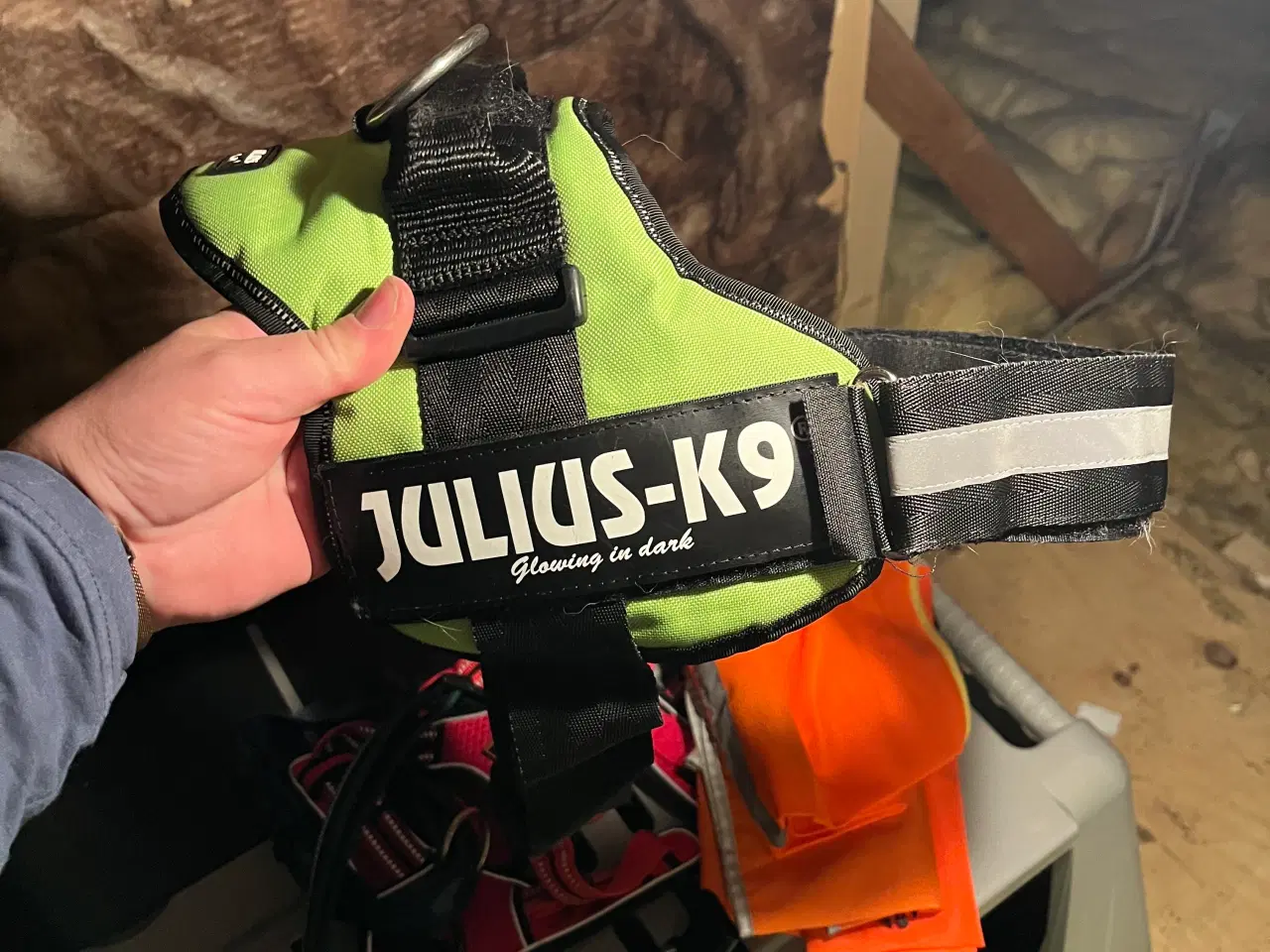 Billede 2 - Julius-k9