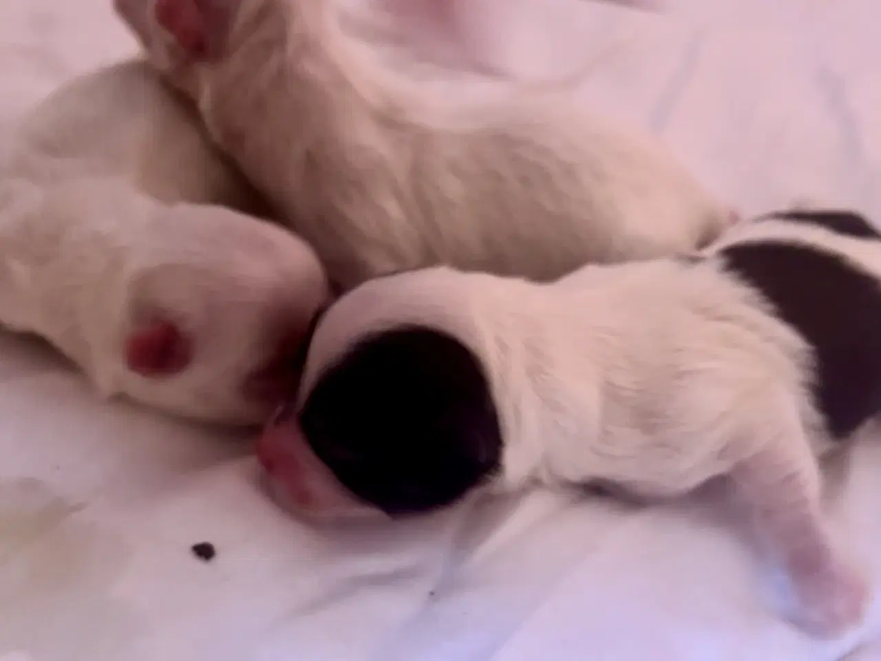 Billede 13 - Små allergivenlige blandingshvalpe