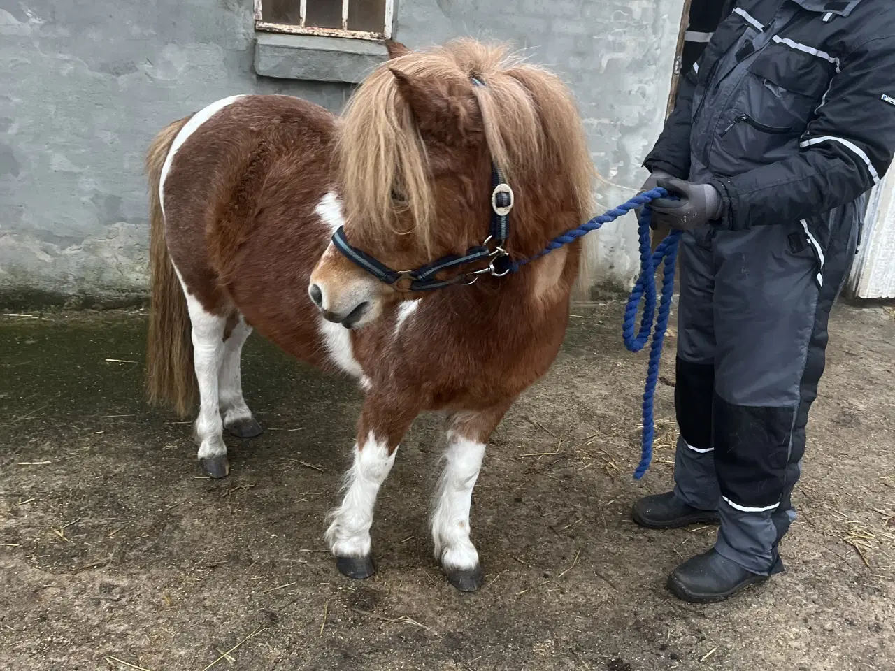 Billede 2 - Flot og virkelig sød shetter hoppe sælges
