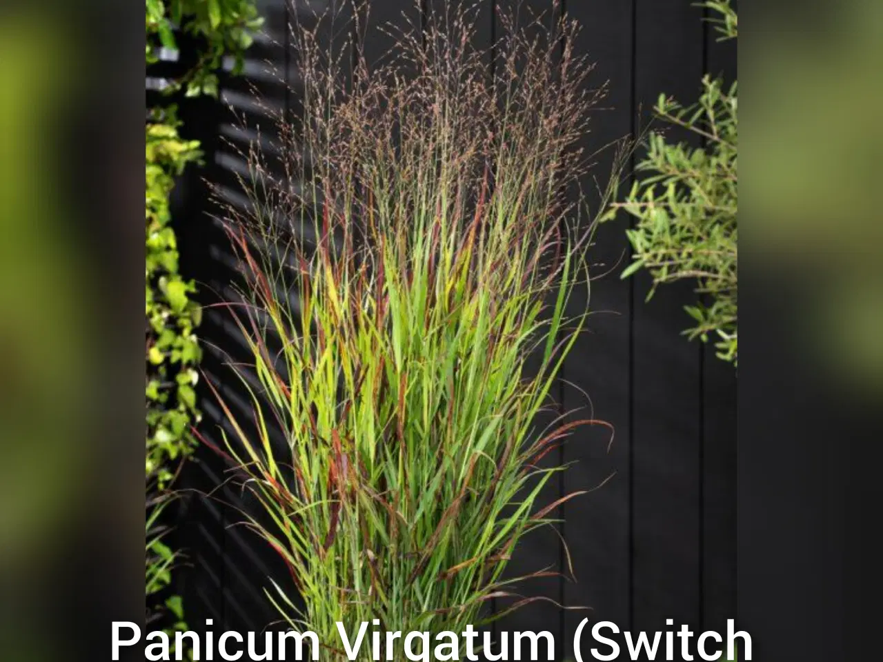 Billede 4 - Prydgræsser planter elefantgræs Little zebra, 