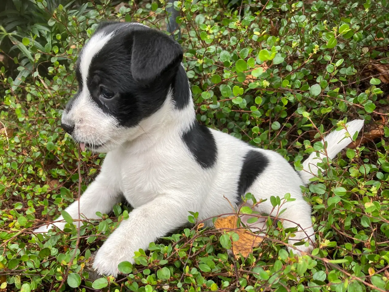 Billede 3 - Jack Russel hvalpe 