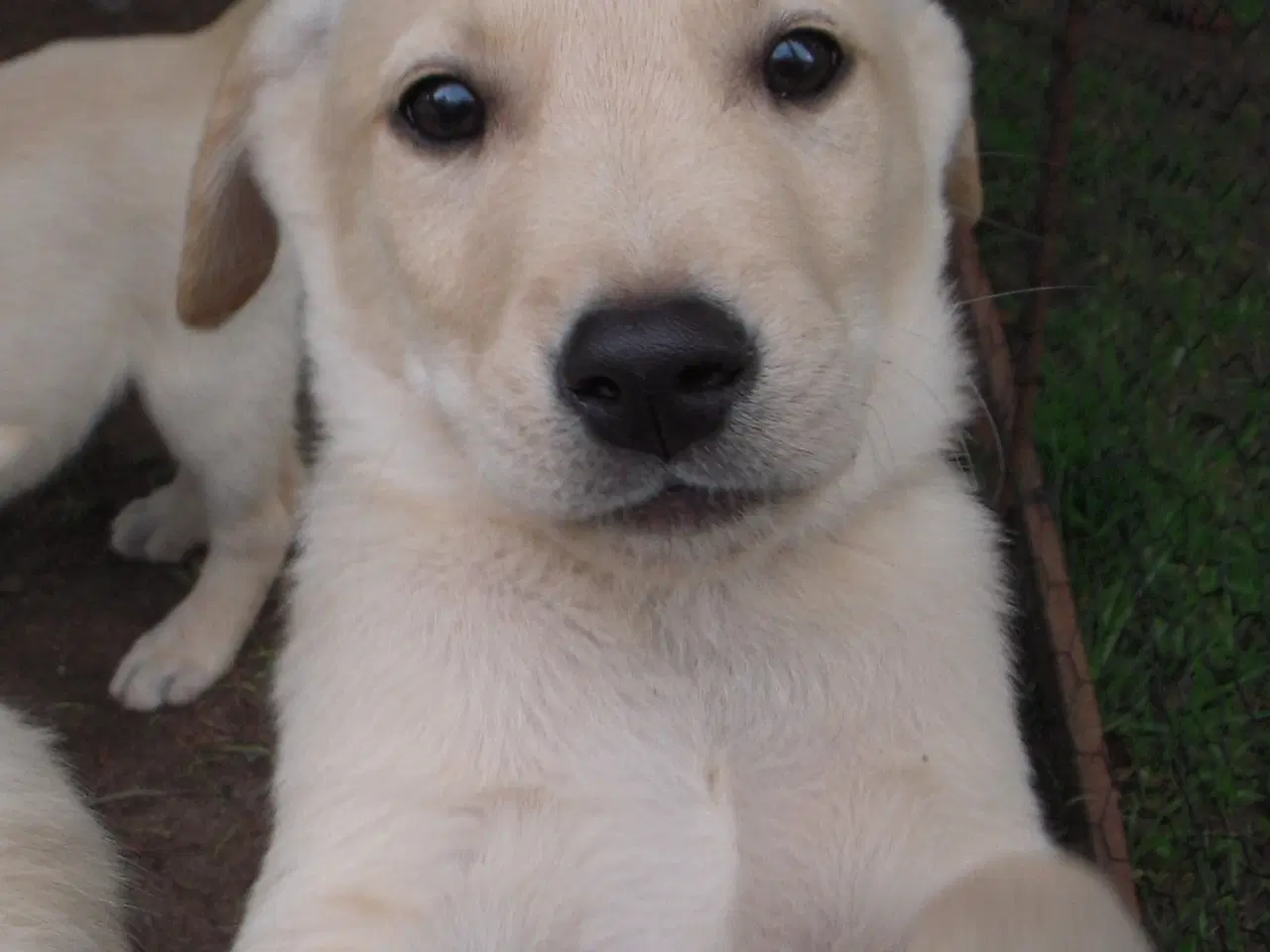 Billede 1 - Labrador/golden retriever 
