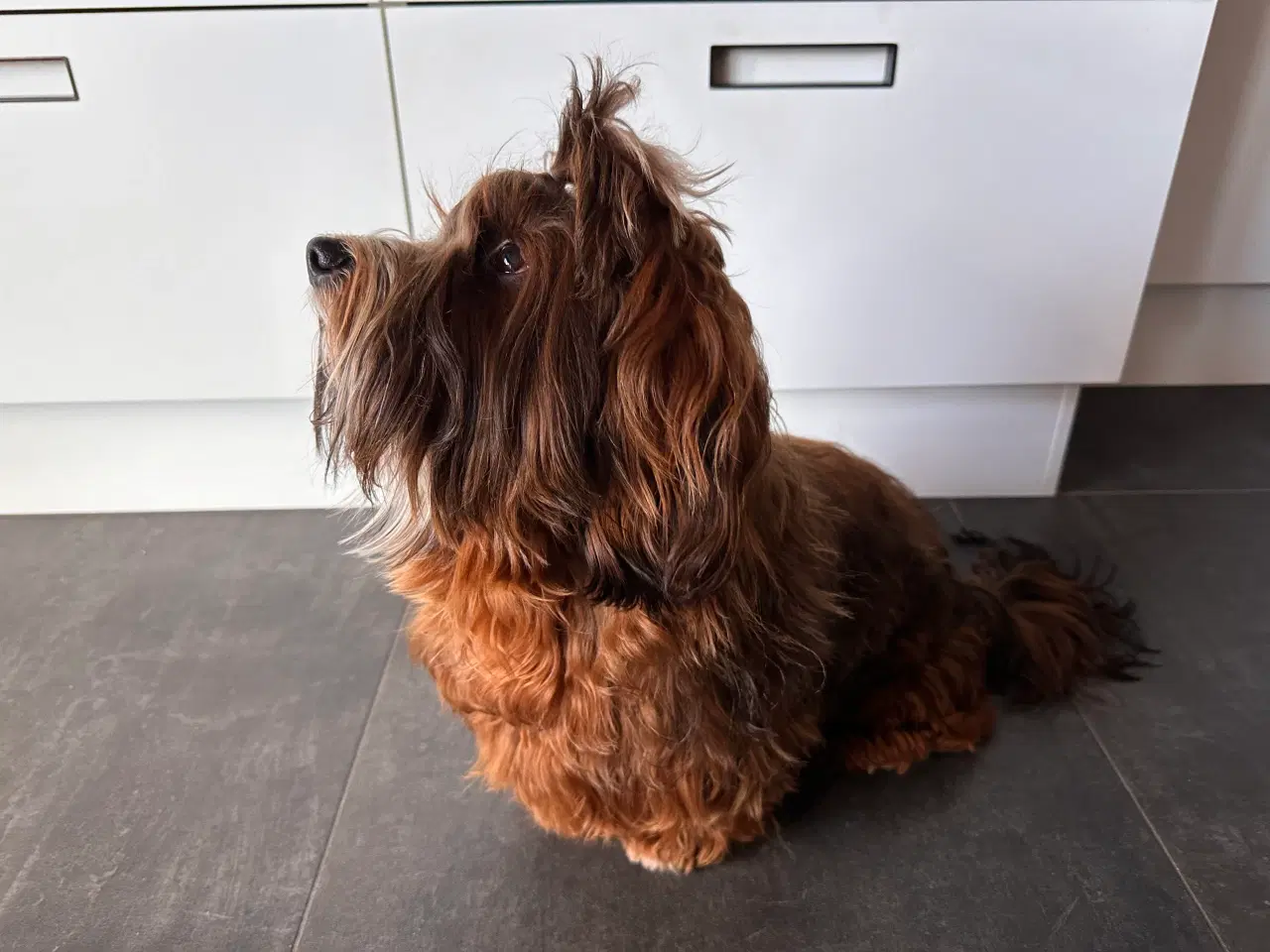 Billede 8 - Han hund tilbydes til avl