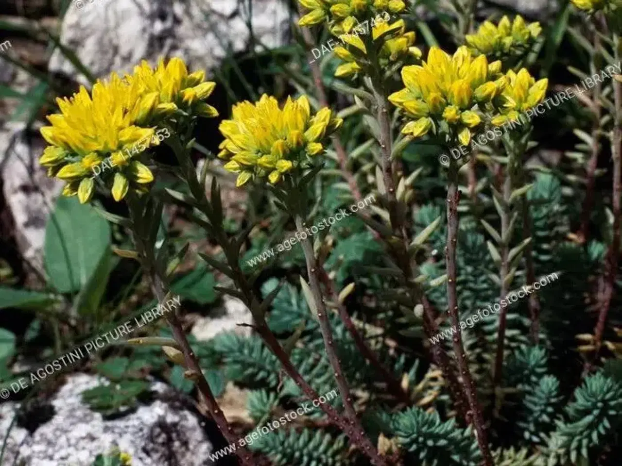 Billede 1 - Bunddække planter - Sedum Reflexum