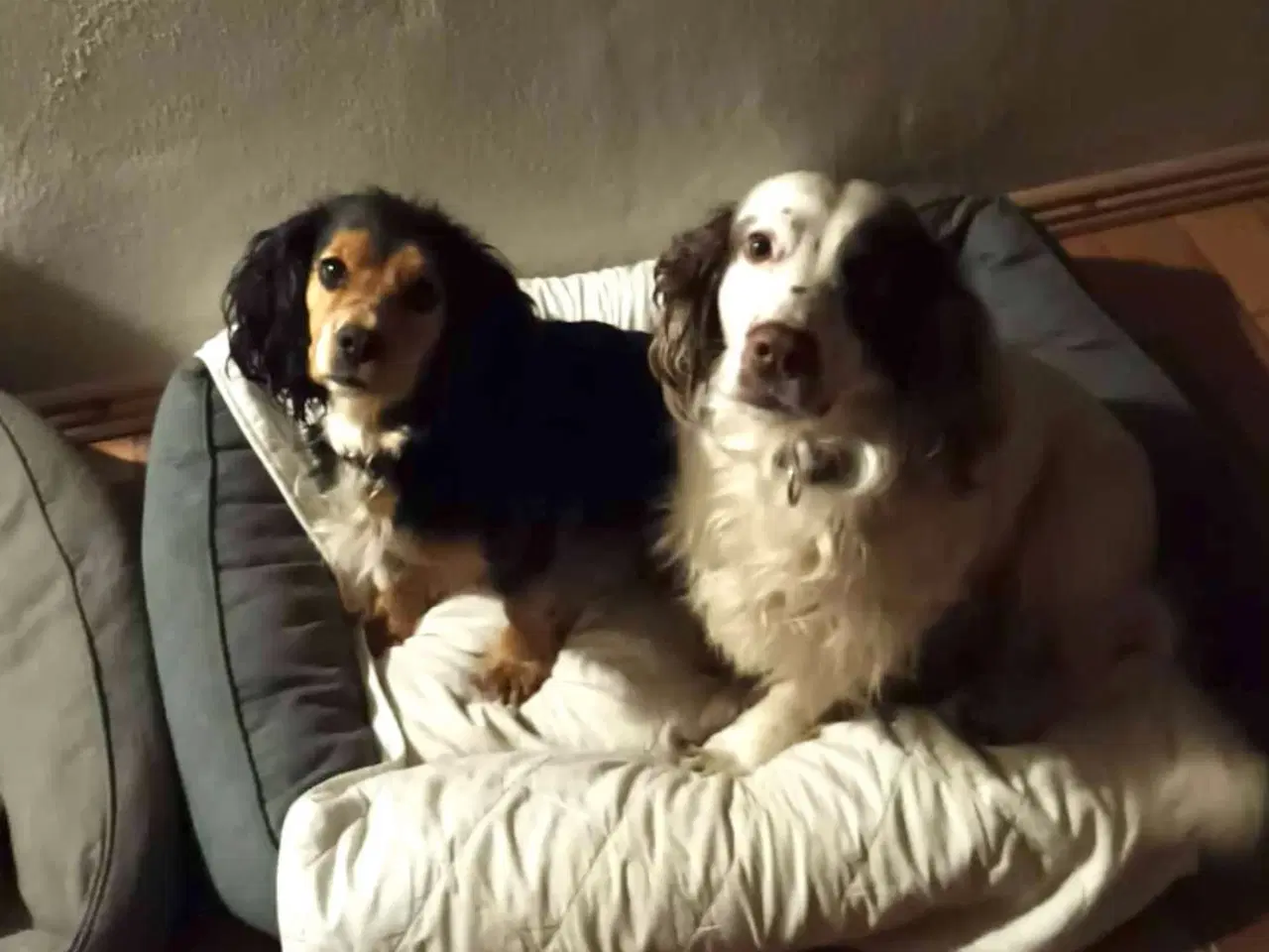 Billede 4 - FT Cocker spaniel født 12. April