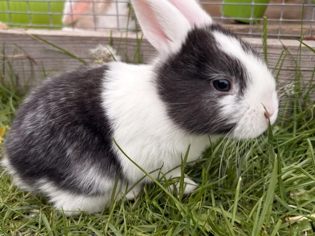 Billede 2 - Tamme Mini-lop kaninunger