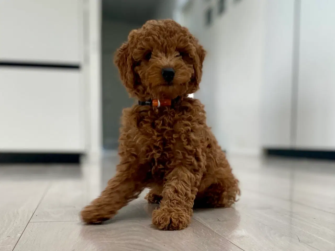 Billede 13 -  1 smuk mini Goldendoodle tilbage, doodle hvalpe