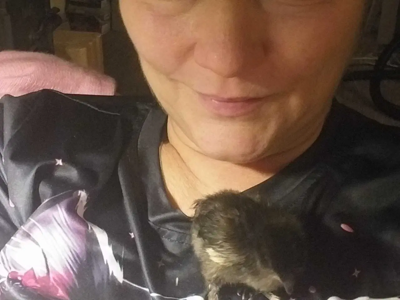 Billede 2 - Søger daggammel kyllig