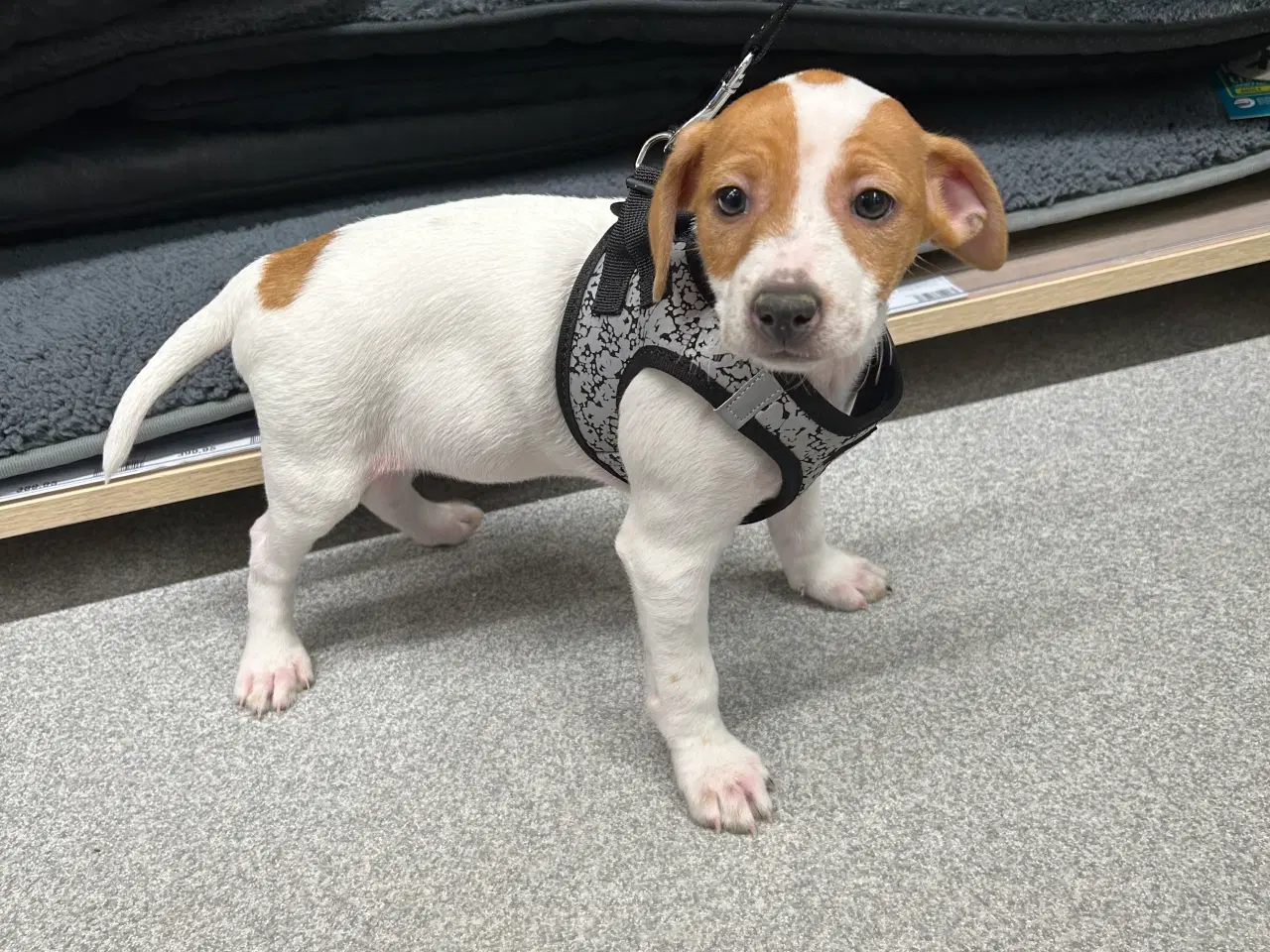 Billede 1 - Hvalp Dansk/svensk gårdhund