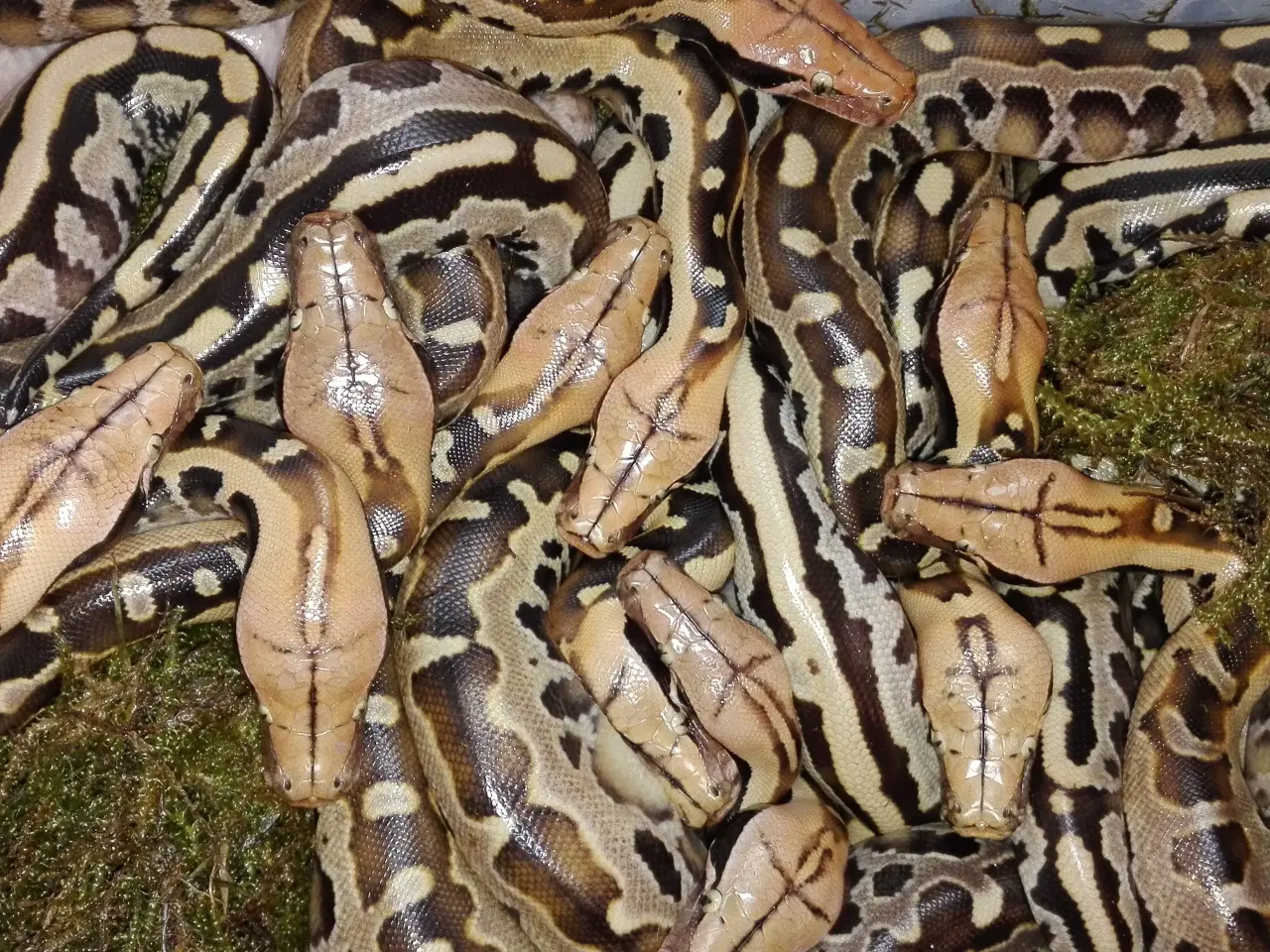 Billede 2 - Borneo Python (Python Breitensteini)