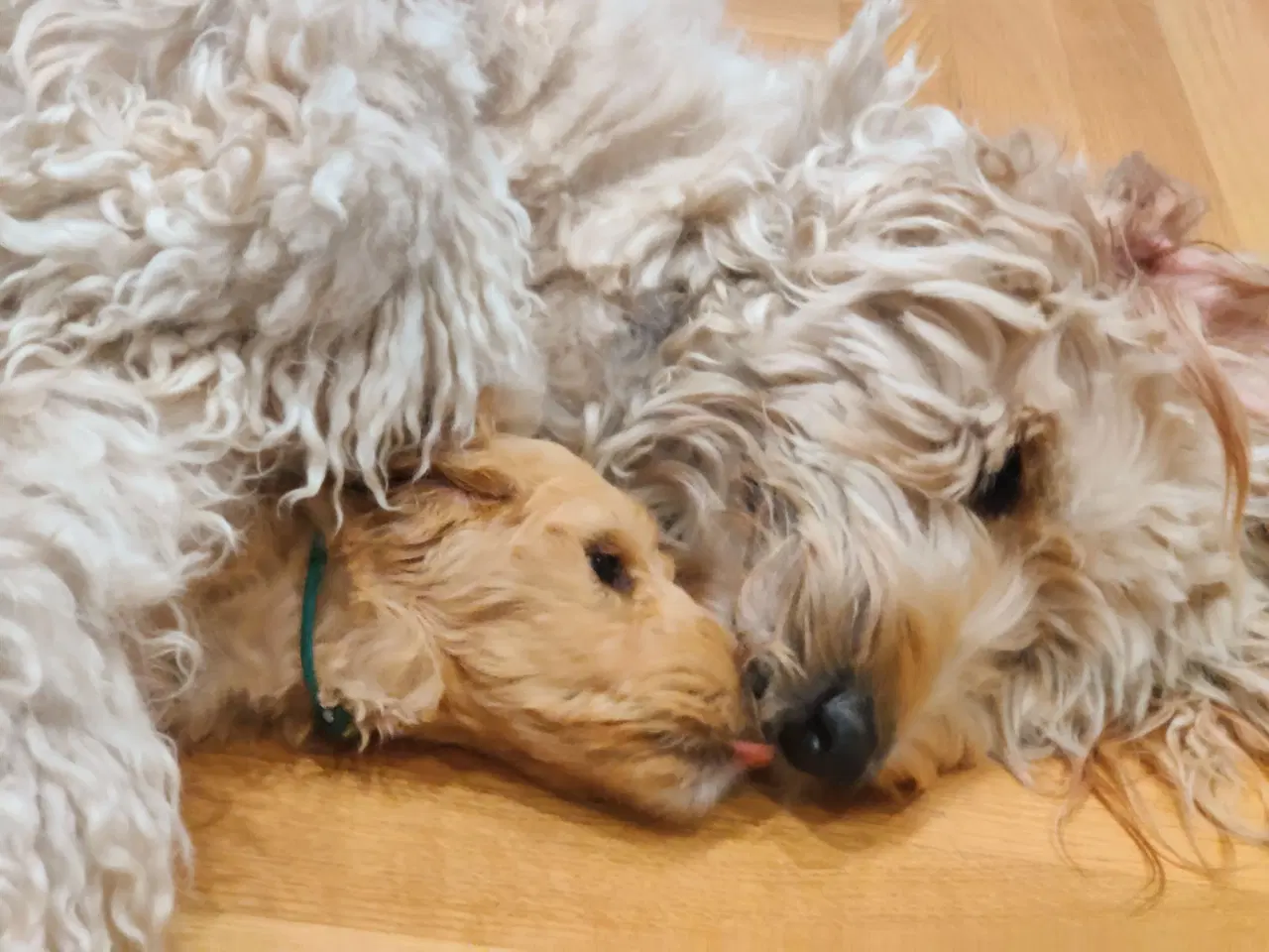 Billede 3 - Skøn multigen Labradoodle hvalp søger kærligt hjem