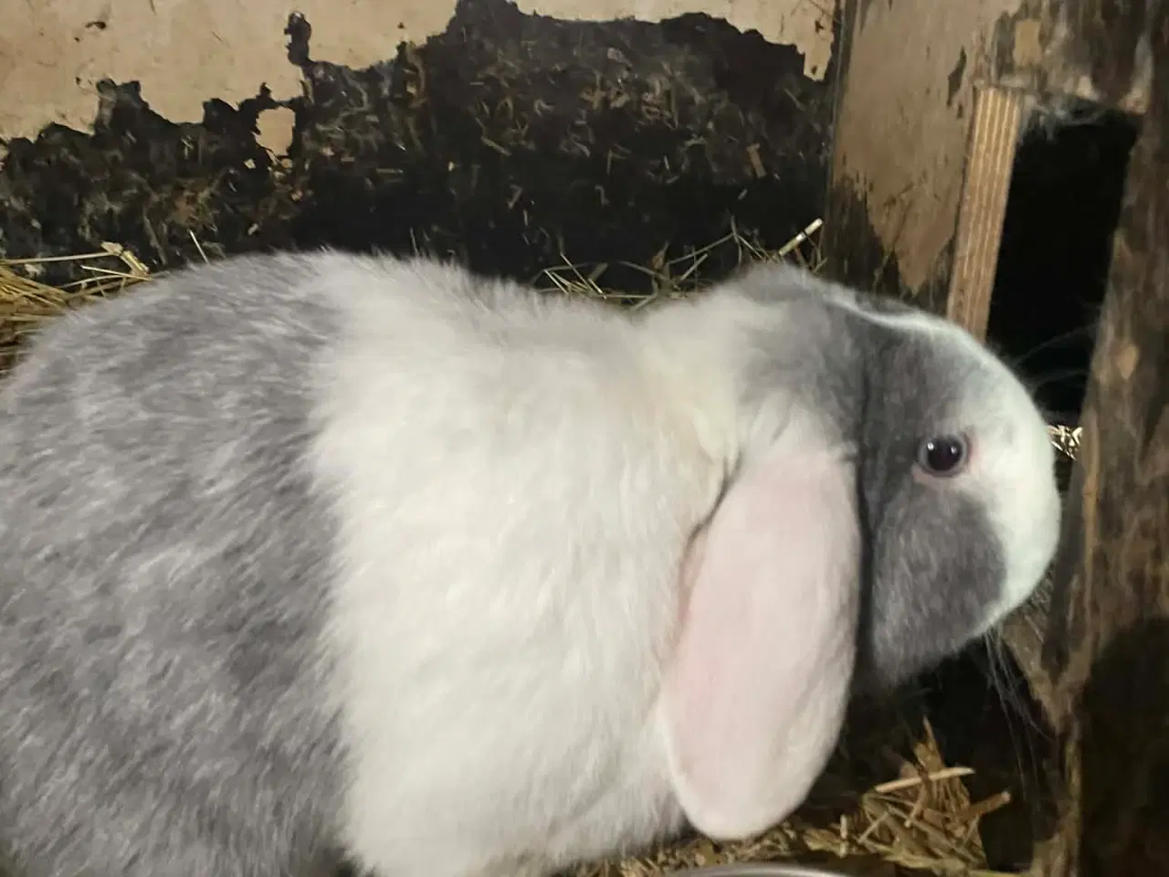 Billede 5 - 🐰 Dværgvædder Kaninunger til salg 🐰  