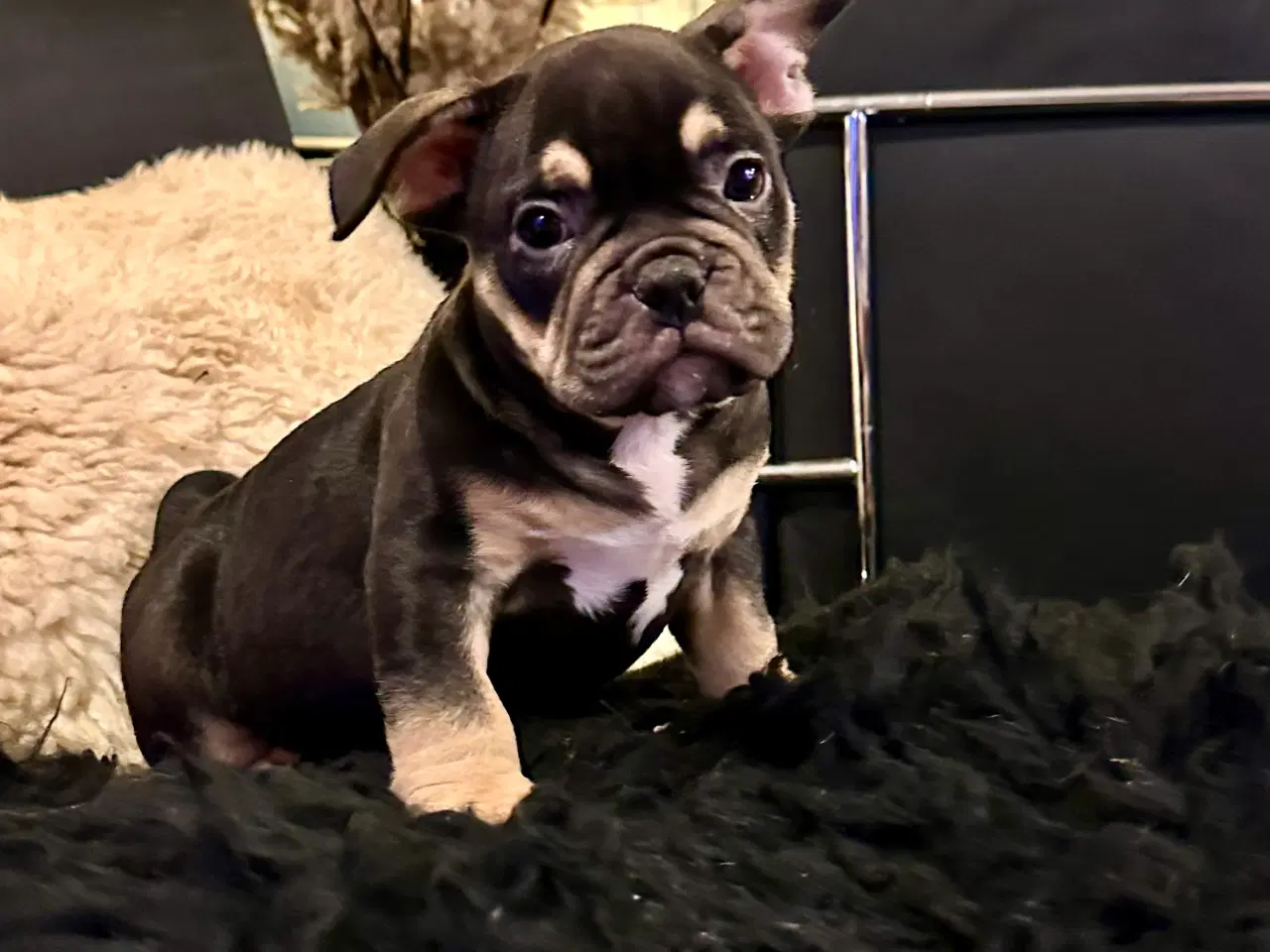 Billede 7 - New english bulldog