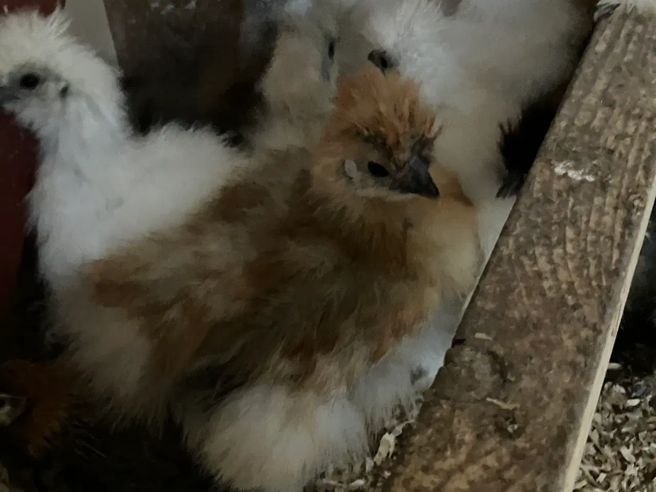 Billede 4 - Silke kyllinger