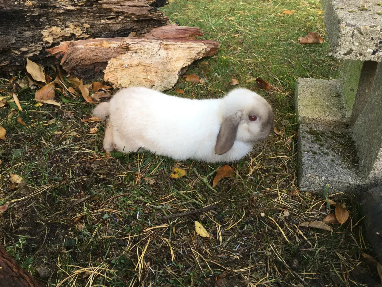 Billede 3 - Balder søger et kærligt hjem