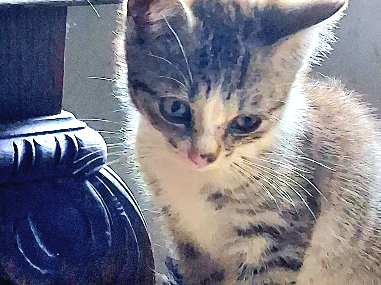 Billede 11 - Minikat killinger søger nye kærlige hjem.