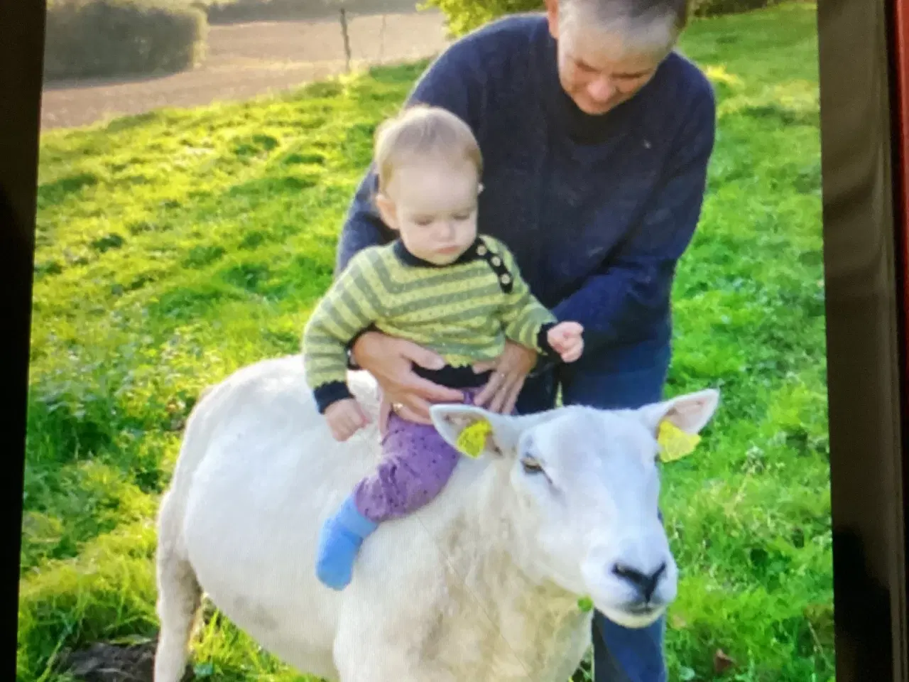 Billede 1 - Vædder Texel 7 år.
