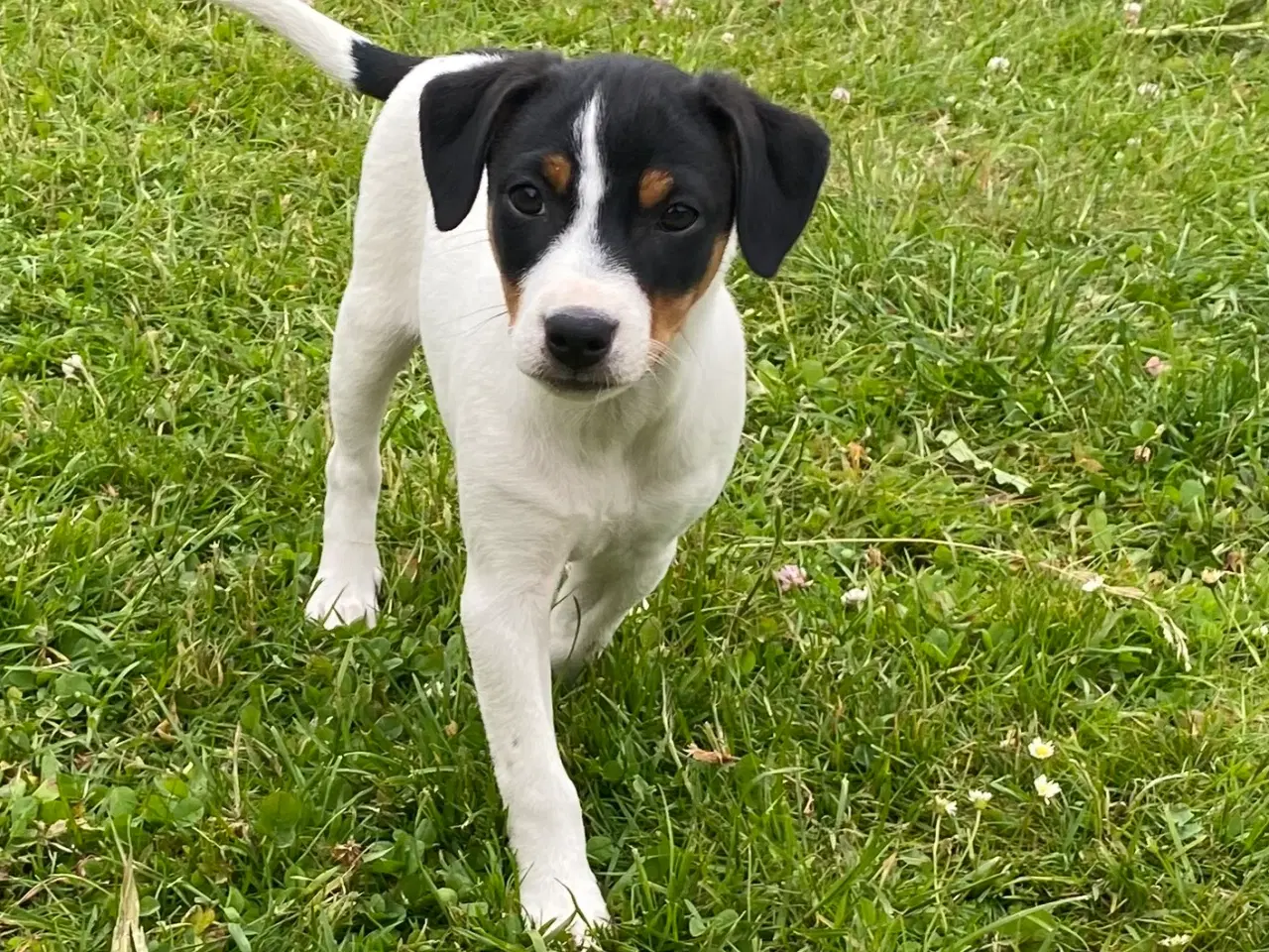 Billede 6 - Dansk-svensk gårdhund trefarvet