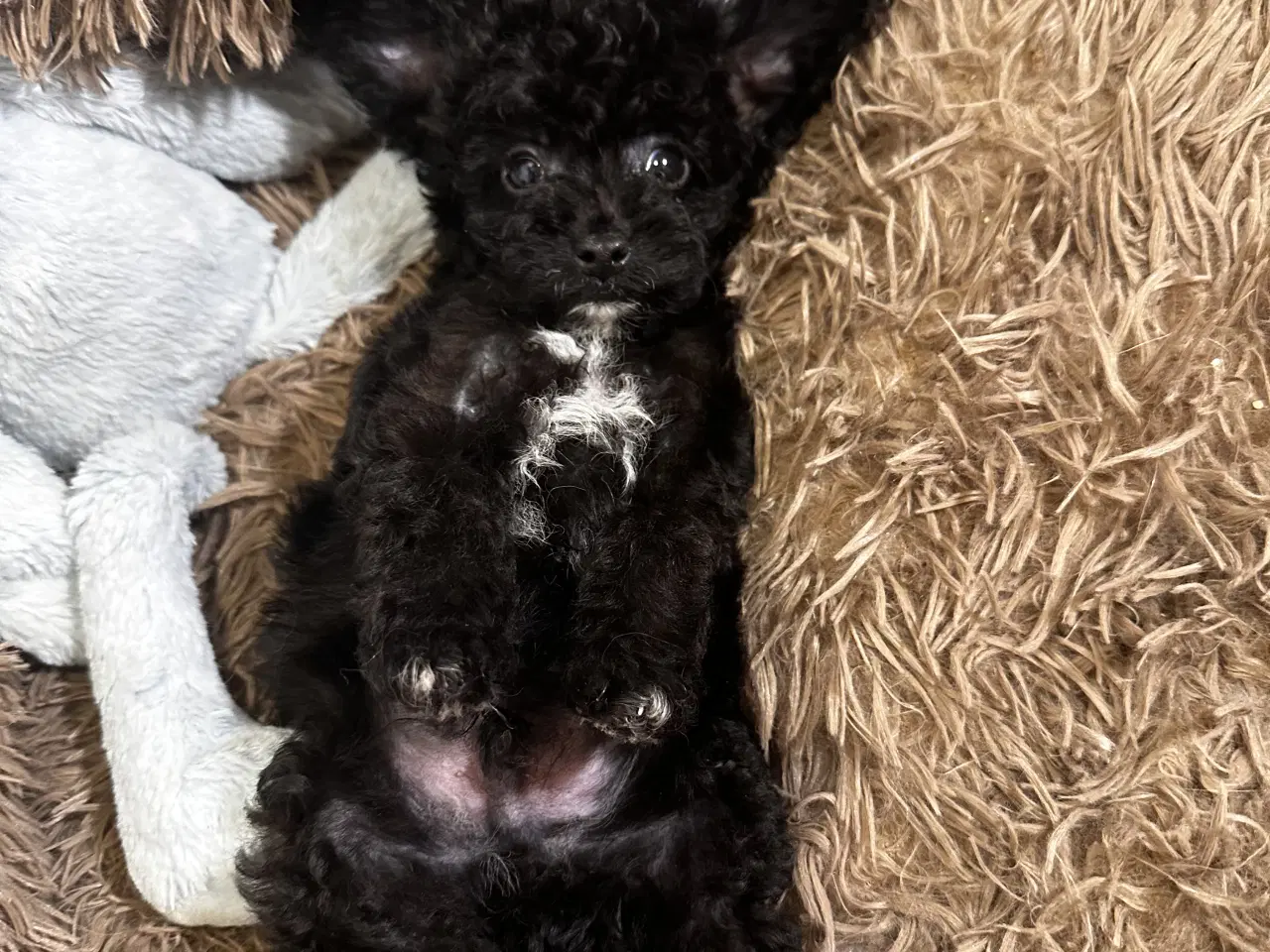 Billede 14 - Cavapoo F2B